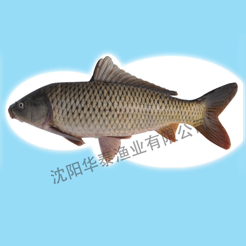 &#20048;&#40060;&#25163;&#26426;&#30331;&#24405;&#20837;&#21475;&#45;&#20048;&#40060;&#65288;&#20013;&#22269;&#65289;